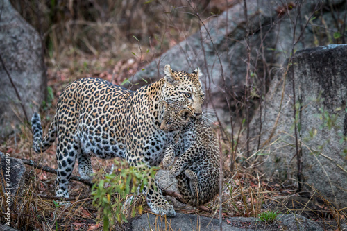 Leopard carrying a cub.