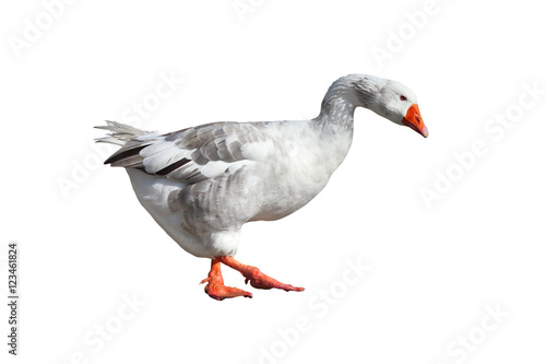 Big Grey goose isolated on a white
