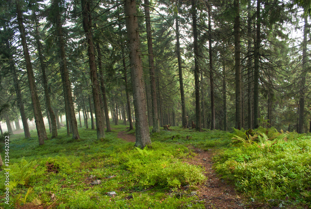 Hiking trail in the pine forest in the Carpathian mountains in early autumn Hiking trail in the pine forest in the Carpathian mountains in early autumn