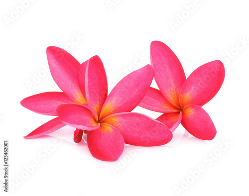 Plumeria flowers isolated on white background