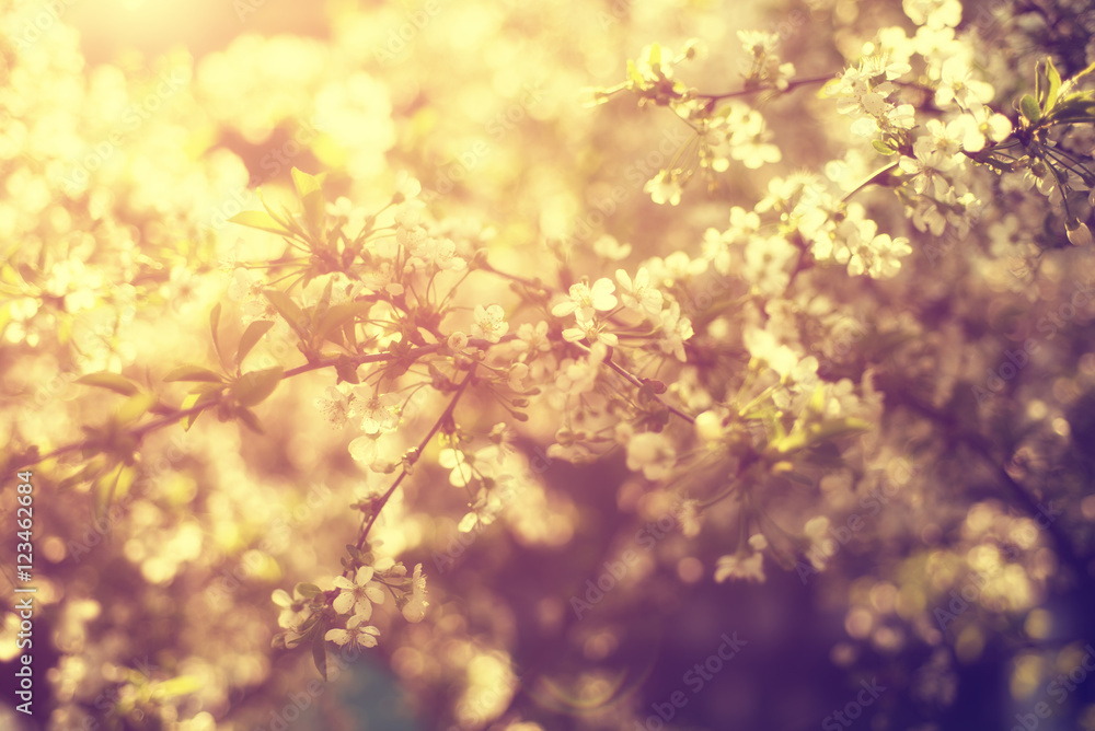 Blossoming of cherry flowers in spring time, natural seasonal sunny vintage hipster background