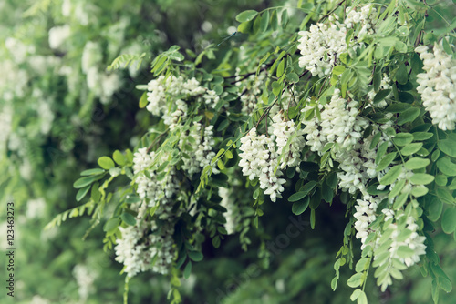 Blossoming of white acacia flowers at springtime, natural outdoor seasonal floral background
