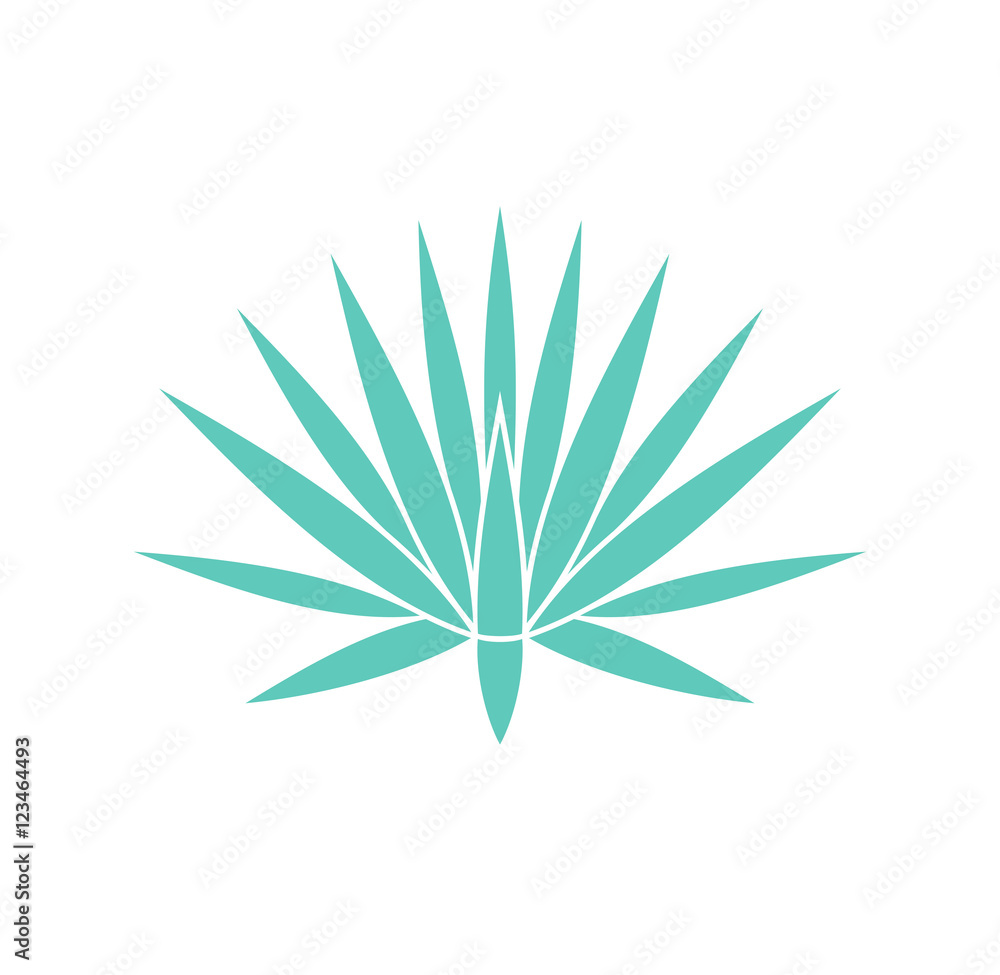Agave Agave