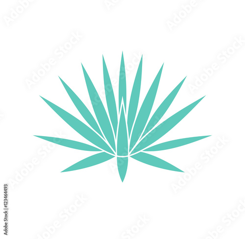Agave