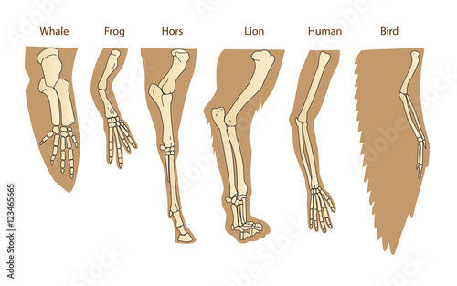 Canvas-taulu Structure Forelimb Of Mammals