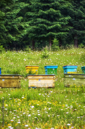 Colorful hives with bees on a meadow in an idyllic mountain regi