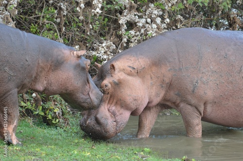 Hippopotamuses near waterhole  in Selous game Reserve Natonal Park in Tanzania 