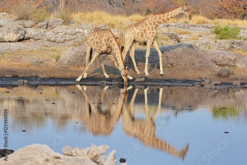 Giraffen  giraffa camelopardalis  am Wasserloch  Etosha Nationalpark 