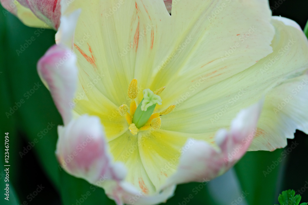 Fototapeta premium flowers in full bloom in the spring of 2016