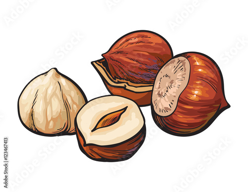 Whole and peeled hazelnuts, vector illustration isolated on white background. Drawing of hazel nuts on white background, delicious healthy vegan snack