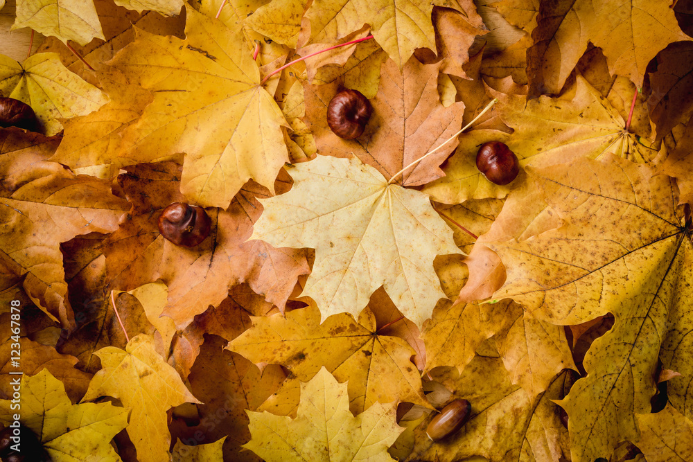 background of dry autumn leaves and brown chestnuts