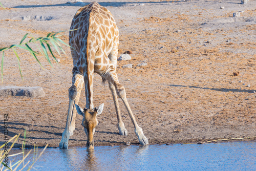 Giraffe kneeling and drinking from waterhole in daylight. Wildlife Safari in Etosha National Park, the main travel destination in Namibia, Africa.