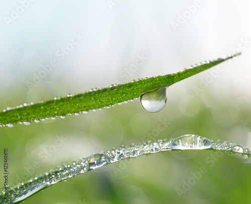 Fresh green grass with dew drops closeup. Nature Background