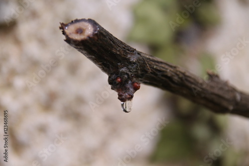 vigne qui pleure photo