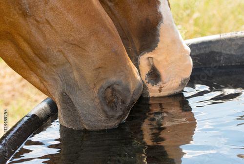 Closeup of two horses with their muzzles in water, drinking out of a water trough