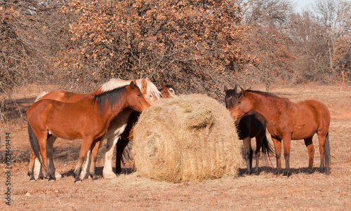 Horses esating hay off  a large round bale in winter pasture photo