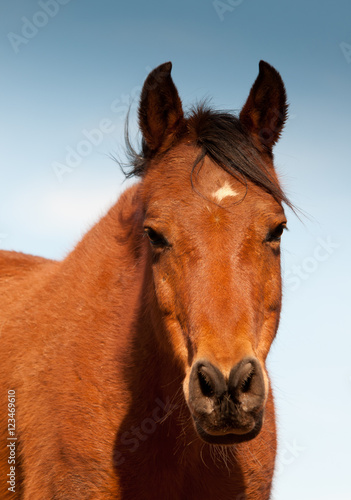 Head-on shot of a red bay Arabian horse with tippy ears against blue winter sky