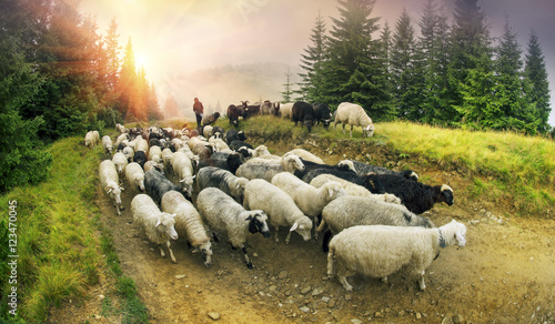 Photography Shepherds and sheep Carpathians