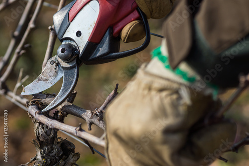 Travaux d'hiver dans la vigne