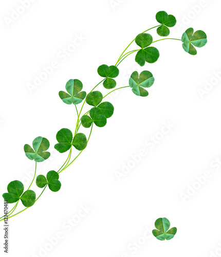 green clover leaves isolated on white background