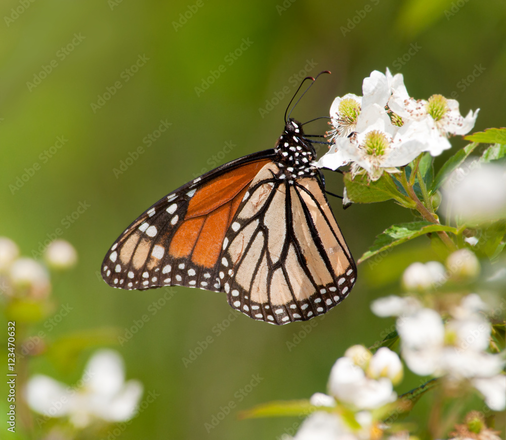 Monarch butterfly feeding on a wild Blackberry flower in spring Monarch butterfly feeding on a wild Blackberry flower in spring