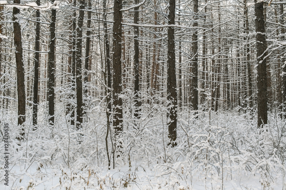 Winter forest. Snow-covered pine trunks and the grass under them Winter forest. Snow-covered pine trunks and the grass under them