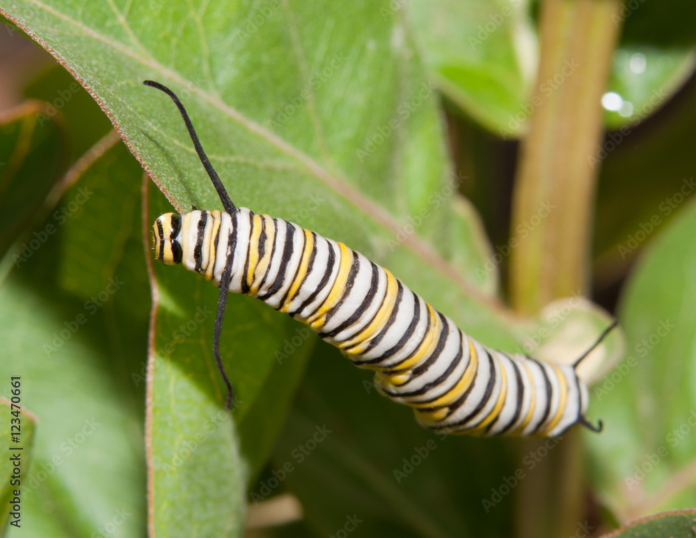 Naklejka premium Monarch caterpillar feeding on a Milkweed leaf