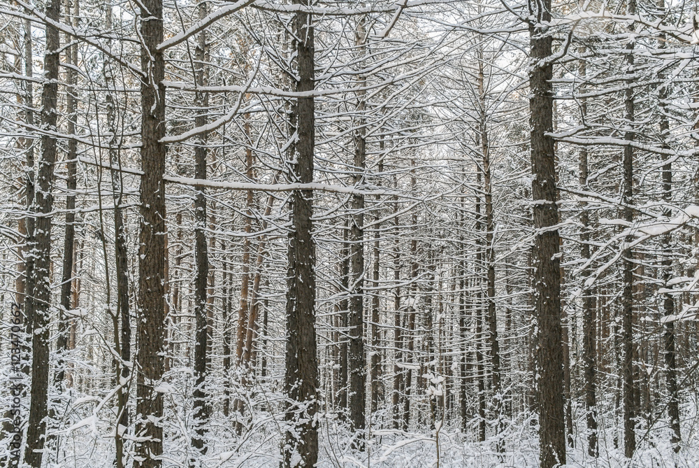 Winter forest. Many snow-covered pine trunks, the grass under th Winter forest. Many snow-covered pine trunks, the grass under th