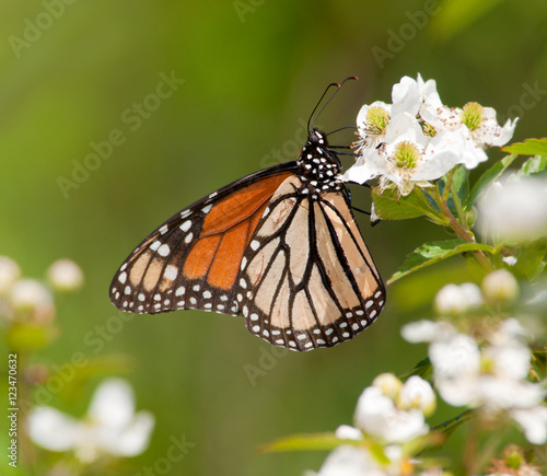 Monarch butterfly feeding on a wild Blackberry flower in spring © pimmimemom