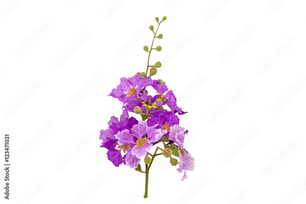 Queens crape myrtle flowers or Queen's flower, Lagerstroemia isolated on white.Saved with clipping path. Queens crape myrtle flowers or Queen's flower, Lagerstroemia isolated on white.Saved with clipping path.