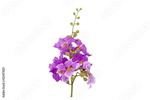 Queens crape myrtle flowers or Queen s flower  Lagerstroemia isolated on white.Saved with clipping path.