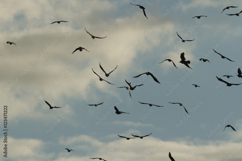 Fototapeta premium birds