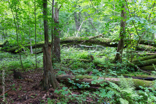 Old oak tree broken lying in spring forest