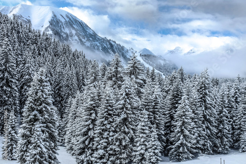 Verschneiter Bergwald in den Tiroler Alpen