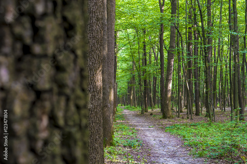 Photo of an old trees in a green forest © Badunchik