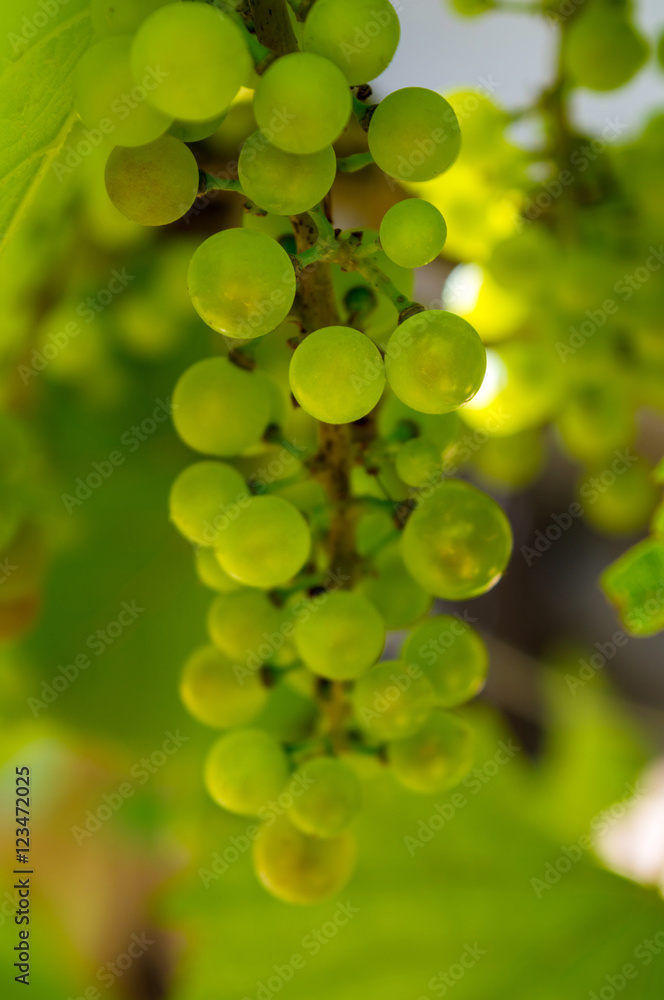 Photo of a branch of green vine grapes