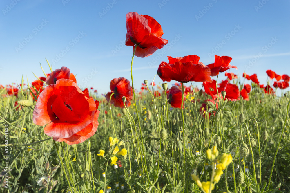 Naklejka premium kwiaty