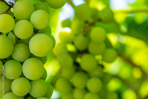 Photo of a branch of green vine grapes