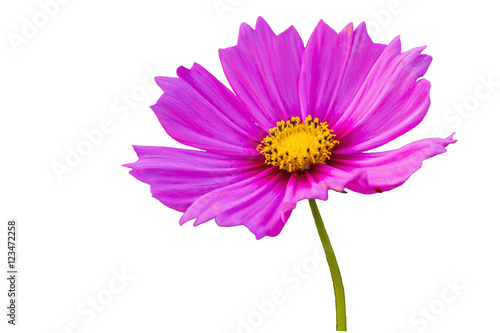Pink cosmos flower  Cosmos Bipinnatus  isolated on white background.Saved with clipping path.