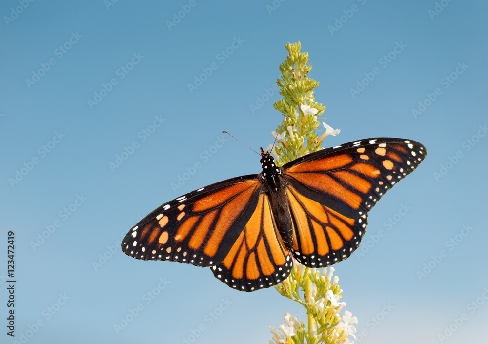 Obraz premium Female Monarch butterfly feeding on white flower cluster of a Butterfly bush, against blue sky
