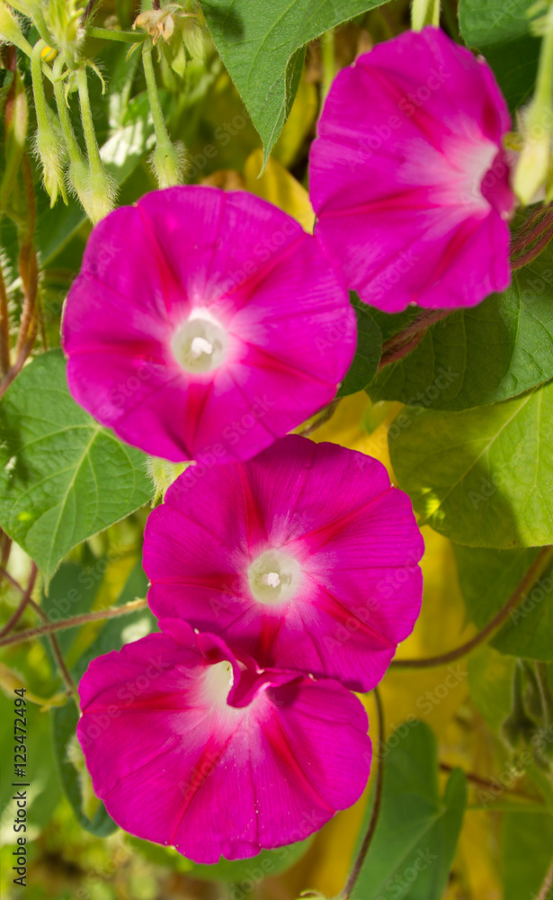 Deep pink flowers of Morning Glory, against green leaves
