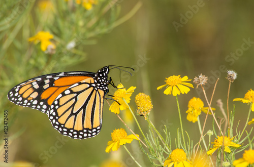 Migrating Monarch butterfly feeding on a Sneezeweed in fall