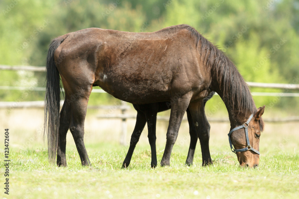 horse horse