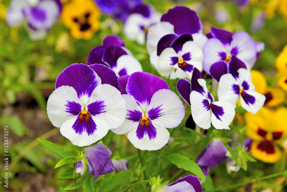 Pansy Viola Pansy Viola