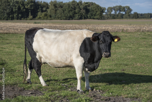 Lakenvelder belted cow