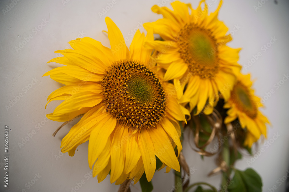 Obraz premium Sunflowers isolated on white background