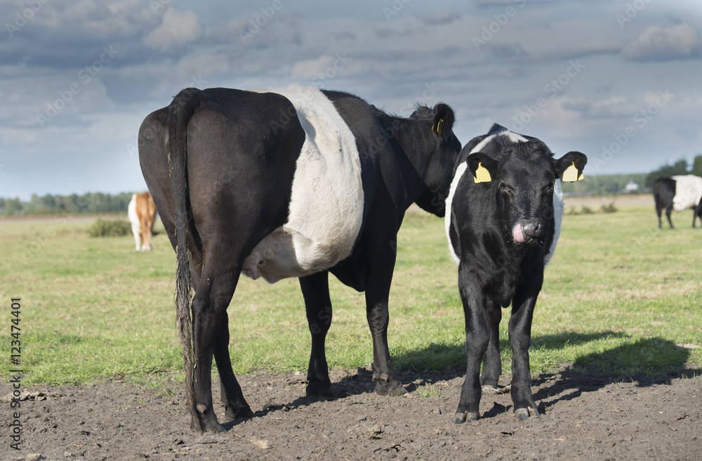Lakenvelder belted cow and calf