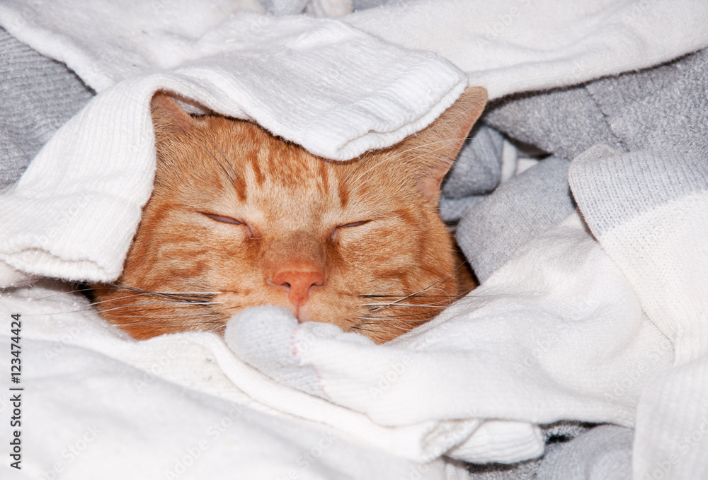Ginger tabby cat sleeping in clean laundry - kitty heaven