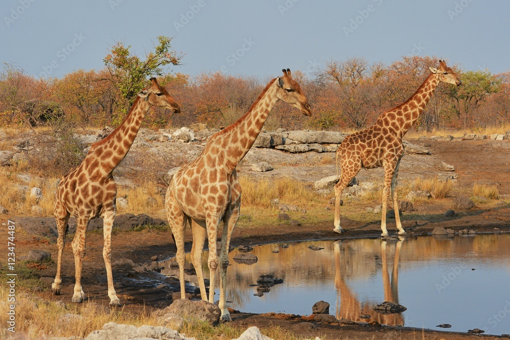 Fototapeta premium Giraffen (giraffa camelopardalis) am Wasserloch (Etosha Nationalpark)