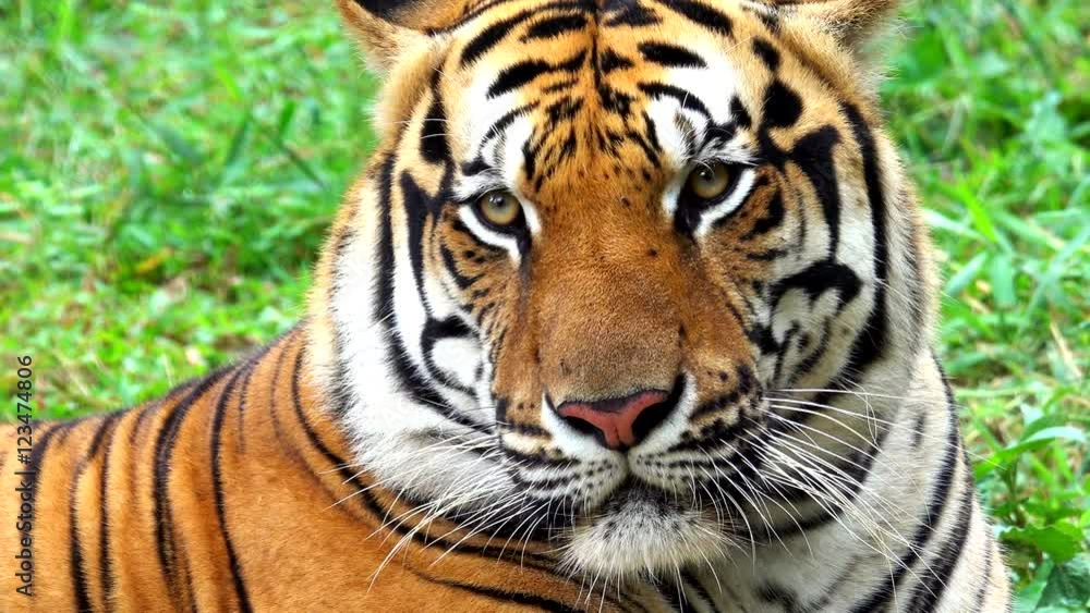 Tiger Portrait, Nahaufnahme Tiger Portrait, Nahaufnahme